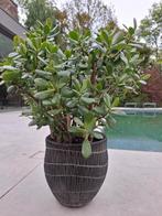 Crassula vetplant met moderne pot, Tuin en Terras, Ophalen