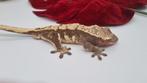 Crested gecko wimpergekko man, Animaux & Accessoires, Reptiles & Amphibiens