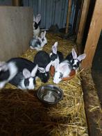 Duitse reuzen, Dieren en Toebehoren, Konijnen