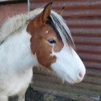 2 jaarse merrie, Dieren en Toebehoren, Merrie
