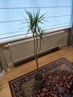 Dunne palmplant (kamerplant), Maison & Meubles, Plantes d'intérieur, Enlèvement, Palmier, En pot