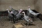 ronquiere kalkoen, Dieren en Toebehoren, Kalkoen
