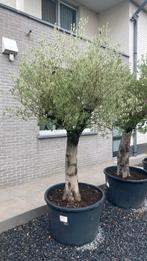Olijfbomen van 50 jaar oud - Promo, Ophalen