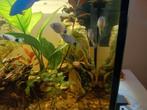 Platy (blauw, Mickey