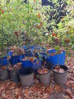 Bambou - Phyllostchys en pot de 25 litre (33x33 cm), Ophalen, Nieuw, Rond