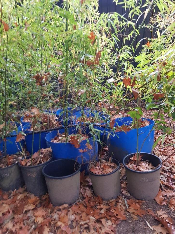 Bambou - Phyllostchys en pot de 25 litre (33x33 cm), Tuin en Terras, Bloempotten, Nieuw, Rond, Ophalen