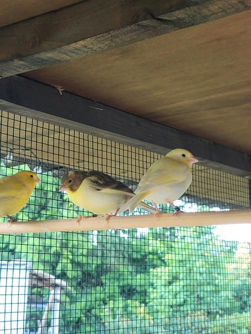 4 mooie kanaries van 2025, Dieren en Toebehoren, Vogels | Kanaries, Zangkanarie, Meerdere dieren