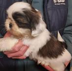 Shih Tzu pups, Dieren en Toebehoren, Honden | Chihuahua's en Gezelschapshonden, België, Overige rassen, CDV (hondenziekte), 8 tot 15 weken