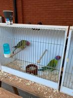 Pruimkoppen, Dieren en Toebehoren, Vogels | Parkieten en Papegaaien, Meerdere dieren, Parkiet, Geringd