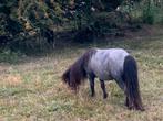 Vrouwelijke pony met stamboom, Dieren en Toebehoren, Merrie, Met stamboom