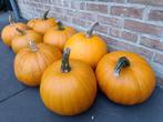 halloween-pompoenen, Ophalen, Nieuw