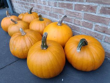 halloween-pompoenen  beschikbaar voor biedingen