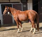 Hannoveraanse merrie, Dieren en Toebehoren, Merrie, Gechipt, M, Dressuurpaard