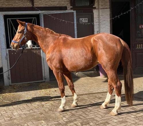 Hannoveraanse merrie, Dieren en Toebehoren, Paarden, Merrie, M, 170 tot 175 cm, 11 jaar of ouder, Dressuurpaard, Met stamboom