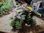 kiem hout met nep planten op, Dieren en Toebehoren, Ophalen, Nieuw