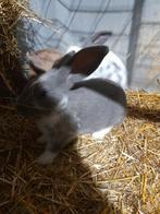 (Vlees)Konijn rammetje, Dieren en Toebehoren, Konijnen, Mannelijk, Groot, 0 tot 2 jaar