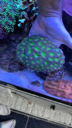 Koralen en vissen, Dieren en Toebehoren, Ophalen, Nieuw, Gevuld zeewateraquarium