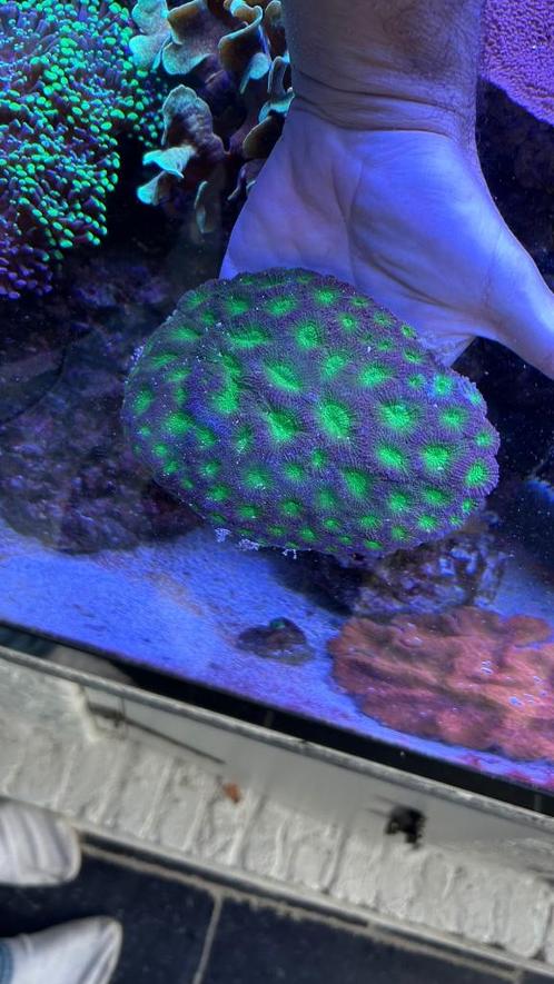 Koralen en vissen, Dieren en Toebehoren, Vissen | Aquaria en Toebehoren, Nieuw, Gevuld zeewateraquarium, Ophalen