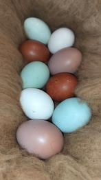 Kuikens olive en easter eggers 17/2, Dieren en Toebehoren