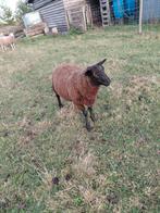 Ramlam te ruil, Dieren en Toebehoren