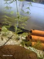 Neocaridina Davidii - Green Jade.  Locatie Heerlen NL, Dieren en Toebehoren, Kreeft, Krab of Garnaal, Zoetwatervis, Schoolvis