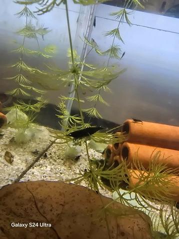 Neocaridina Davidii - Green Jade.  Locatie Heerlen NL  beschikbaar voor biedingen