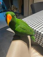 Perroquet mâle à vendre, Animaux & Accessoires, Oiseaux | Perruches & Perroquets, Mâle, Perroquet, Domestique