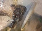 Boa met terrarium, Dieren en Toebehoren, Reptielen en Amfibieën, Slang, Met terrarium, 3 tot 6 jaar