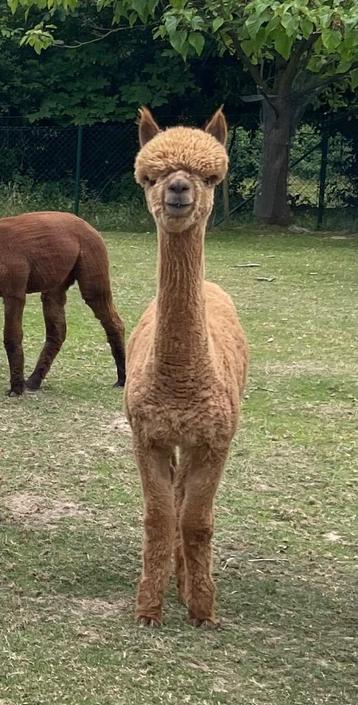 Fawn alpaca merrieveulen  beschikbaar voor biedingen