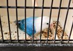Agapornis fischeri D blauw opaline man, Dieren en Toebehoren, Mannelijk, Dwergpapegaai of Agapornis, Geringd