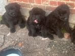 Bouvier des flandres, Bouvier, België, Fokker | Hobbymatig, Reu