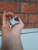 Jonge campbelli dwerghamsters, verschillende kleuren, tam, Dieren en Toebehoren, Tam