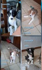 Lieve border collie pups op boerderij ouders aanwezig, Dieren en Toebehoren, België, CDV (hondenziekte), 8 tot 15 weken, Collie