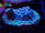 "Meteor Shower Cyphastrea" koraal zeeaquarium zoutwater lps, Dieren en Toebehoren