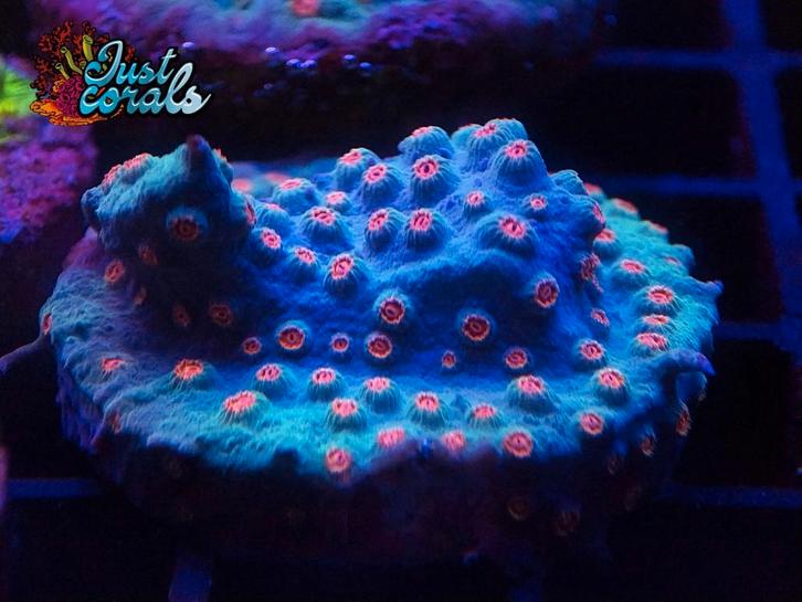 "Meteor Shower Cyphastrea" koraal zeeaquarium zoutwater lps, Dieren en Toebehoren, Vissen | Aquariumvissen