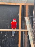 Koppel jonge rosellas, Dieren en Toebehoren, Vogels | Parkieten en Papegaaien