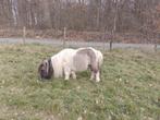 Dringend weide/paddock voor shetlandpony gezocht, Dieren en Toebehoren, Weidegang, 1 paard of pony