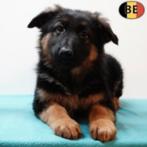 Duitse Herder (Kort & Langhaar) - Belgische pups te koop, Dieren en Toebehoren, België, Handelaar, CDV (hondenziekte), 8 tot 15 weken