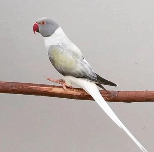 Halsband parkieten, Dieren en Toebehoren, Vogels | Parkieten en Papegaaien