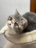 kitten Exótic korthaar, Kater, Gechipt, 0 tot 2 jaar