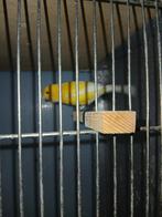 2 kanaries mannen, Dieren en Toebehoren, Vogels | Kanaries