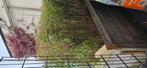 Gratis bamboe, Jardin & Terrasse, Enlèvement, Comme neuf, Bambou