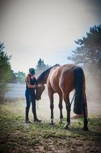 Gezocht, groot paard, spring gericht, Dieren en Toebehoren, Paarden en Pony's | Verzorgingsproducten, Ophalen, Zo goed als nieuw