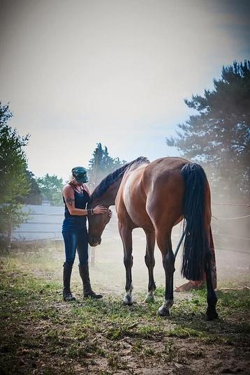 Recherché, gros cheval, concentré sur les sauts, Enlèvement, Comme neuf