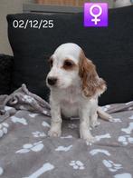 mooie engelse cocker pups, Dieren en Toebehoren, Parvo, België, 8 tot 15 weken, Teef