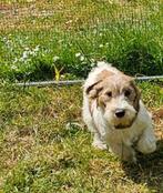 pbgv pups 21-12-24, België, 15 weken tot 1 jaar, Overige rassen, CDV (hondenziekte)