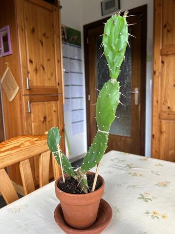 Mooie Cactus beschikbaar voor biedingen