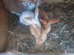 Konijntjes te koop 5 euro per stuk, Dieren en Toebehoren, Konijnen