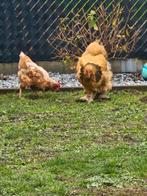 1 leg kip, 1 brahma en 3 zeidehoentjes, Dieren en Toebehoren, Pluimvee, Kip