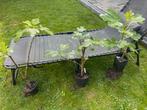 Vijgenboompjes Brown Turkey, Tuin en Terras, Ophalen